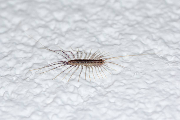 istock Scutigera coleoptrata on wall. The Flycatcher. Centipede flycatcher insect predator. 1363076482