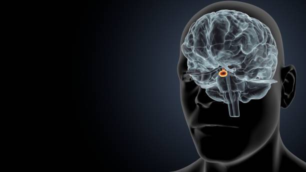 ilustracja 3d anatomii przysadki mózgowej człowieka. - hypothalamus zdjęcia i obrazy z banku zdjęć