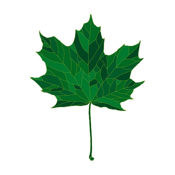 grüne silhouette ahornbaumblatt isoliert auf weißem hintergrund - maple leaf maple leaf green stock-grafiken, -clipart, -cartoons und -symbole