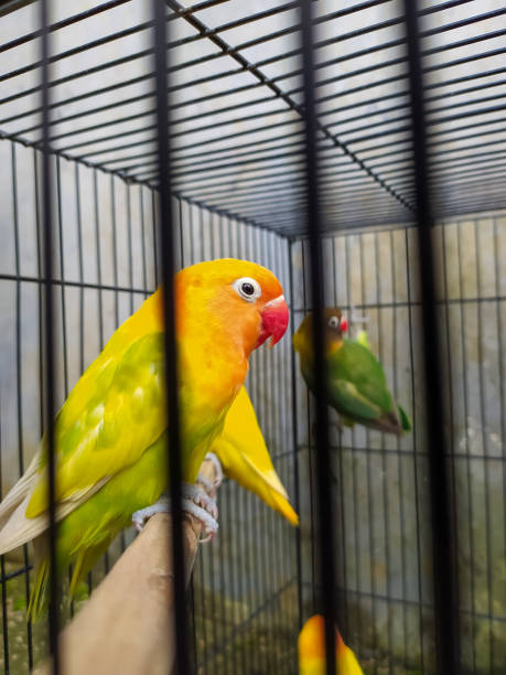 istock colorful and beautiful contest birds 1363077190
