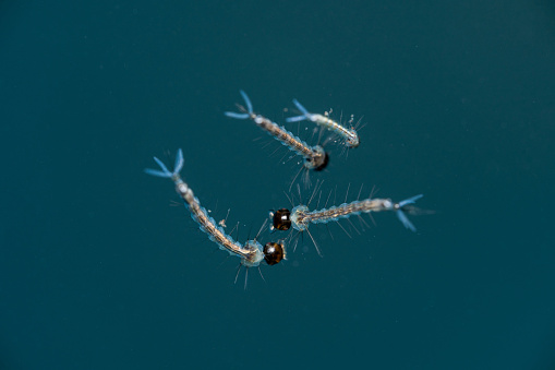 A macro shot of mosquito larva swimming around in a barrel of water.