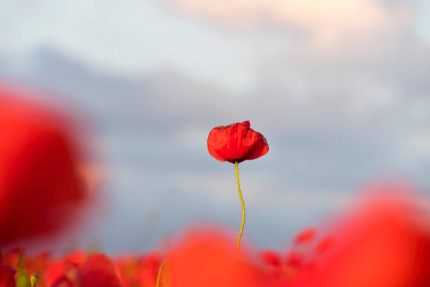 単一の孤立した赤い一般的なケシの花の柔らかく夢のようなクローズアップ - poppy flower field floral pattern ストックフォトと画像