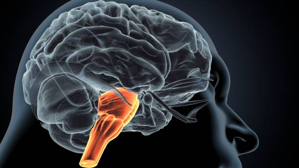 médula cerebral oblongata anatomía .3d ilustración - brain human spine brain stem cerebellum fotografías e imágenes de stock