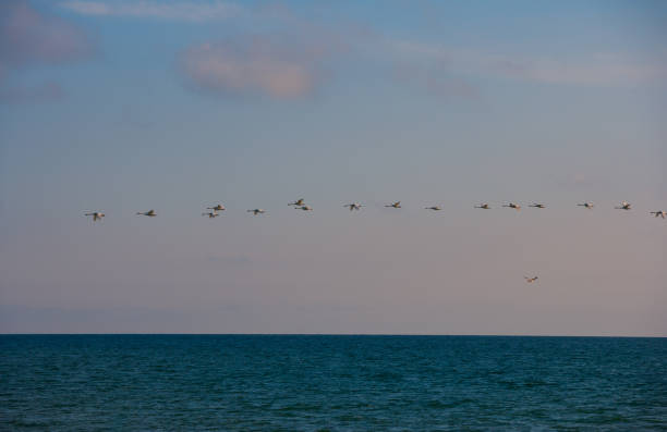 istock Swans over the sea 1363079855