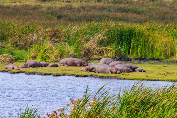 groupe d’hippopotames (hippopotamus amphibius) couchés sur les rives d’un lac dans le parc national du cratère du ngorongoro, tanzanie - lake volcano volcanic crater riverbank photos et images de collection