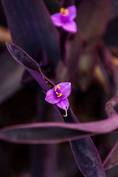istock Plant with pink flowers 1363080825