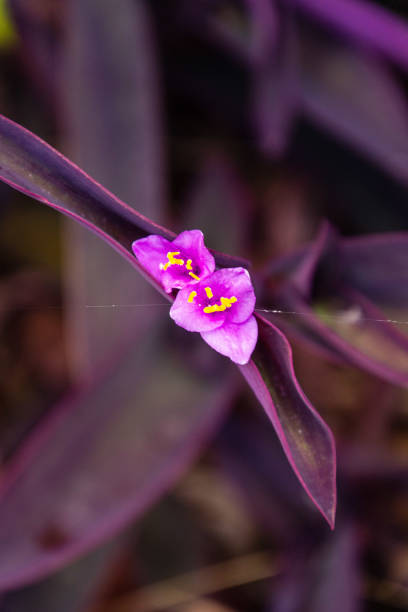 istock Plant with pink flowers 1363080831