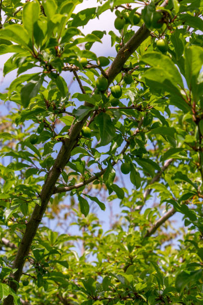 istock Tree with ripening fruit and green leaves 1363081049