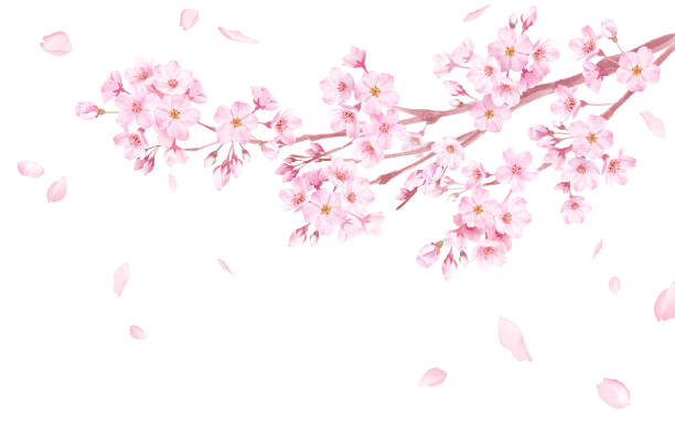 ilustrações, clipart, desenhos animados e ícones de flores de primavera: ilustração de aquarela de flores de cerejeira e pétalas caindo. - cherry blossom flower head spring flower