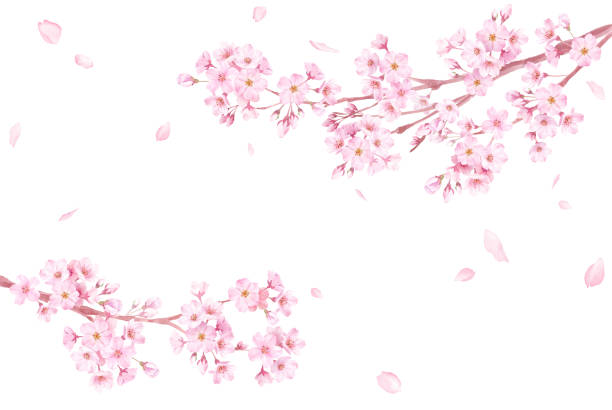 ilustrações, clipart, desenhos animados e ícones de flores da primavera: um quadro de flores de cerejeira e pétalas caindo. galhos estendendo-se da esquerda e da direita. ilustração de aquarela. - cherry blossom flower head spring flower