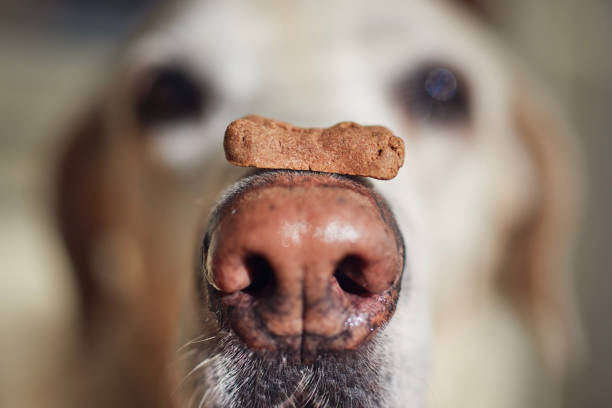 trattamento di bilanciamento del cane sul muso - candy cane foto e immagini stock