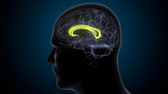 3d illustration of human brain corpus callous anatomy