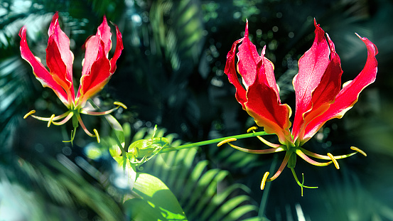 flowers of the tropics, Gloriosa on the background of palm leaves