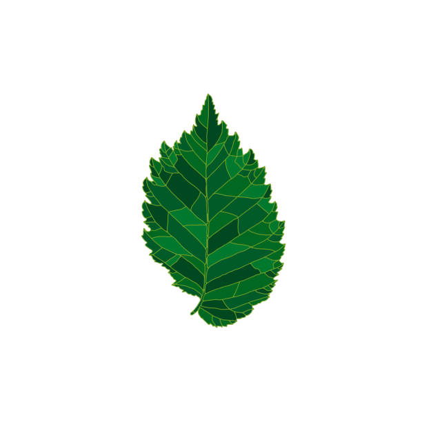 zielona sylwetka liścia wiązu izolowana na białym tle - elm tree obrazy stock illustrations