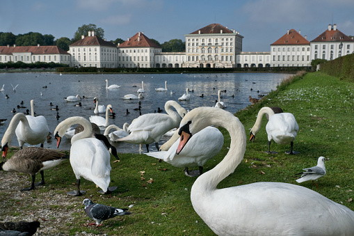 Munich, Germany, September 19th 2021: The Nymphenburg Palace with swans in the foreground (German: Schloss Nymphenburg) is a Baroque palace in Munich's western district Neuhausen-Nymphenburg, in Bavaria.