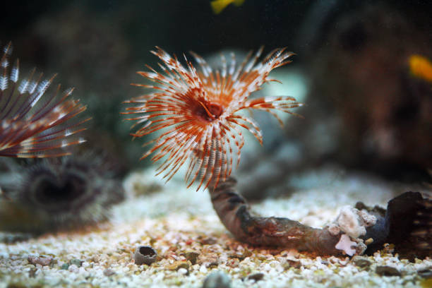 Sabellastarte - feather duster worms in aquarium