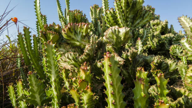 istock cacti close-up. green thorny flowers 1363085924