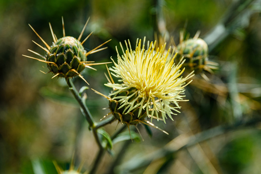Thistle plant (Carduus) with the yellow flowers