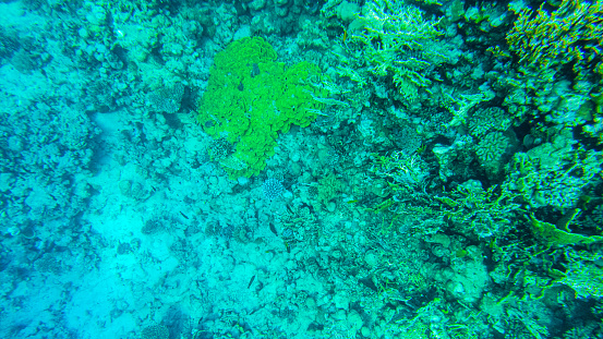 colorful corals and fish in the red sea sharm el sheikh.