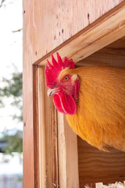 Orpington Buff rooster taking a look outaide of the chicken coop stock photo