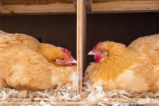 Two orpington Buff hens in a nestling box stock photo