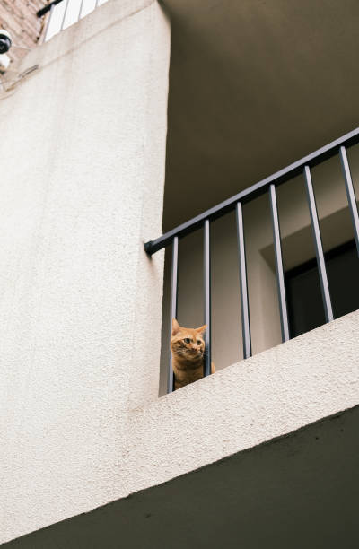 istock A cat is hiding upstairs. 1363087858