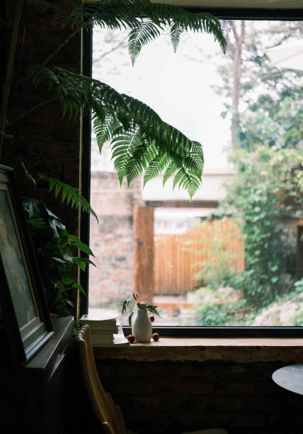 istock The ferns by the window 1363087951
