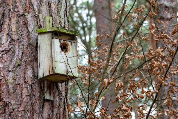 istock Wooden box for birds on a tree 1363088363
