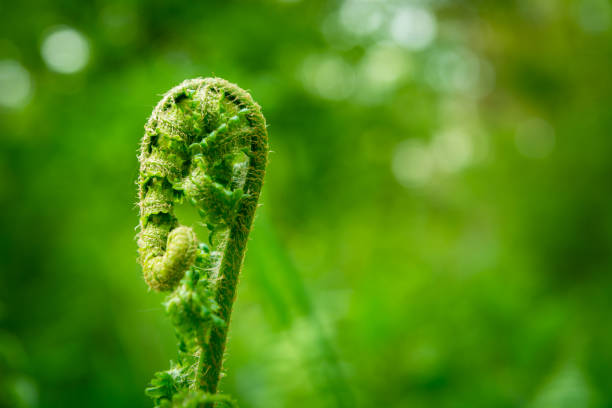 istock New young leaf of a green fern 1363088384