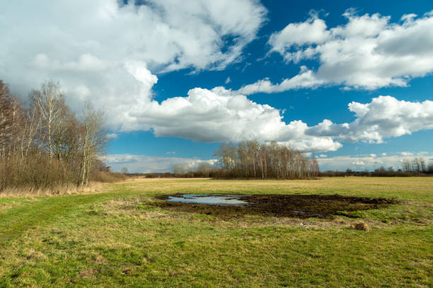 Water and mud in the meadow, spring view, Nowiny, Lubelskie, Poland