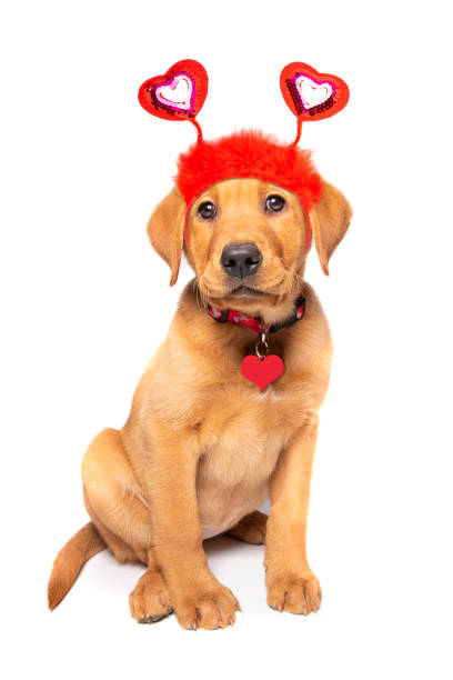 Beautiful Red Fox Labrador Puppy Ready For Valentine's Day stock photo