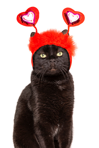A portrait of a cute black cat wearing hearts on his head for Valentine's Day.