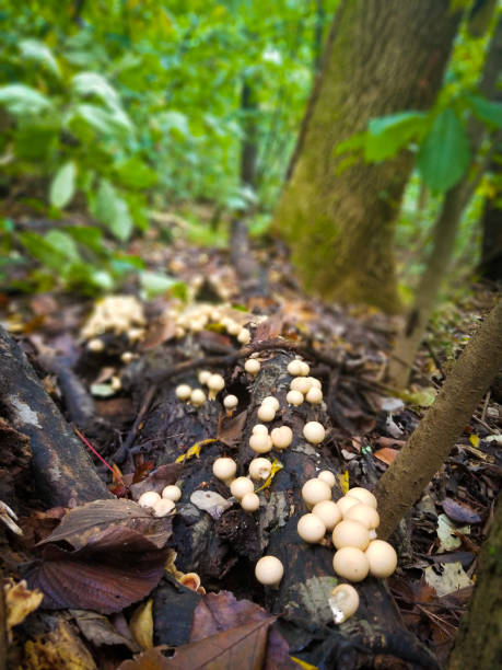 istock Mushrooms in the Forest 1363091056