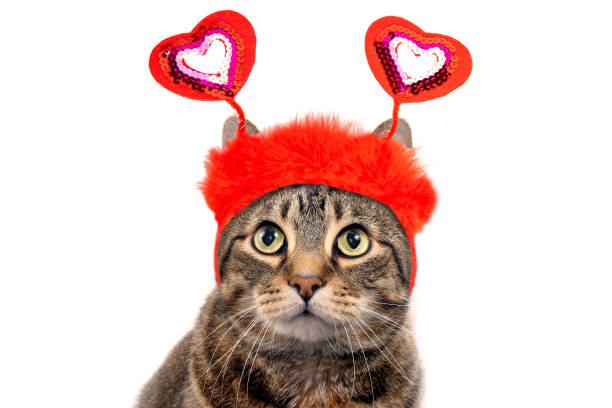 Tabby Cat Dressed in Valentine's Day Headband