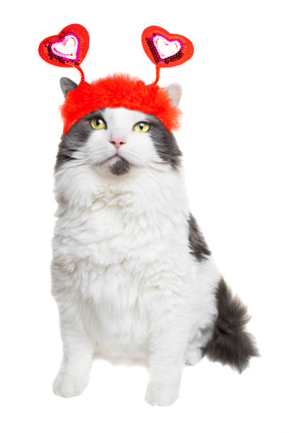 istock White and Gray Longhair Cat Ready For Valentine's Day 1363091298