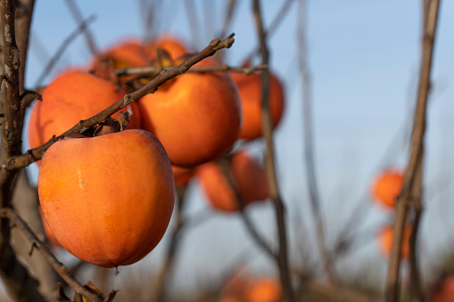 Ripe orange persimmon hangs on branches among yellowing autumn foliage in the garden. High quality photo