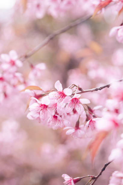 istock Pink Cherry Blossom flowers 1363092342