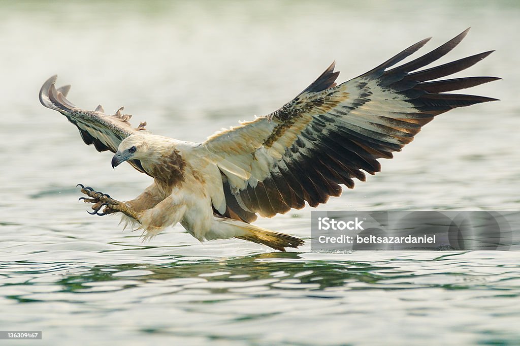 Aquila di mare di caccia - Foto stock royalty-free di Aquila di mare ventrebianco