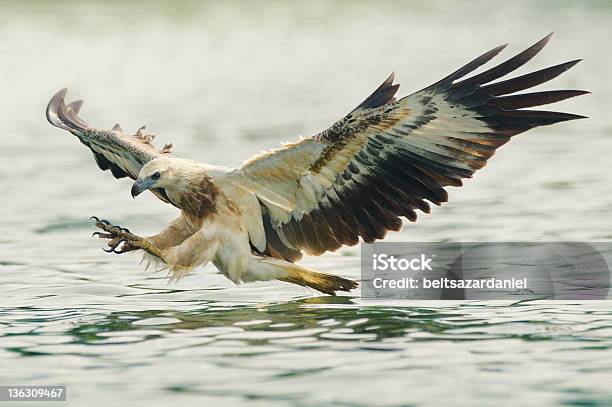 Aquila Di Mare Di Caccia - Fotografie stock e altre immagini di Aquila di mare ventrebianco - Aquila di mare ventrebianco, Aquila, Falco