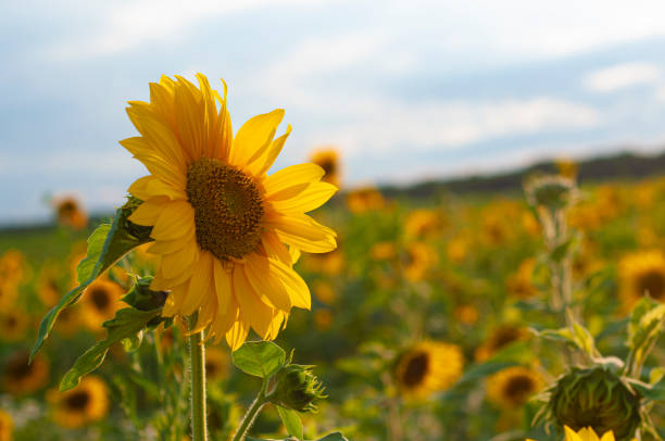 istock field of sunflowers 1363095879