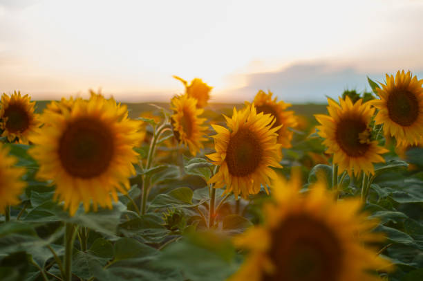 istock sunflower in the field 1363095886