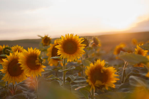 istock sunflower field in the morning 1363095889