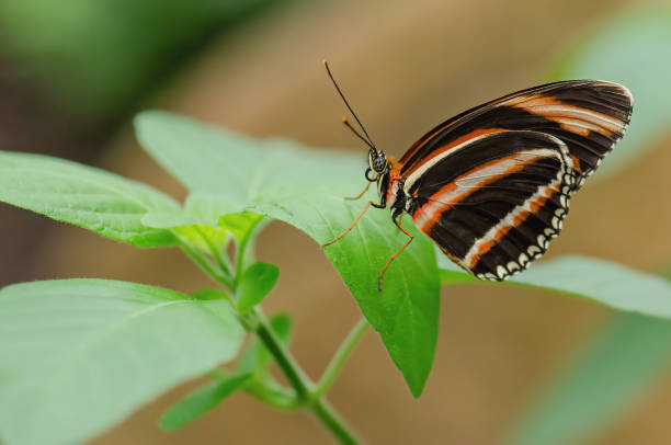 istock Orange Lacewing Butterfly 1363097816