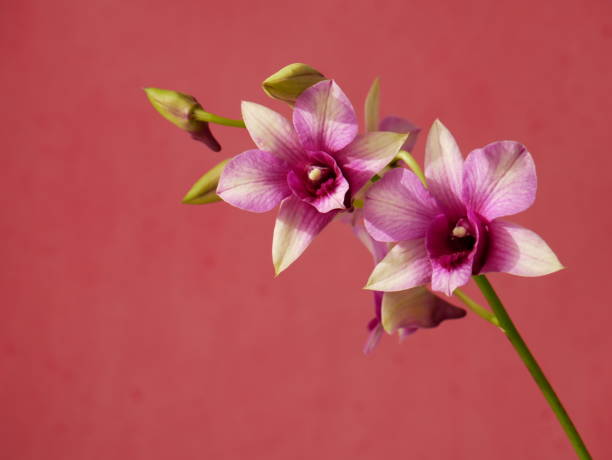 Dendrobium orchid on pink background Flowers and buds of pink Dendrobium Orchid in front of a pink background. Daylight. Valentine's Day, Women's Day, Mother's Day dendrobium orchid stock pictures, royalty-free photos & images