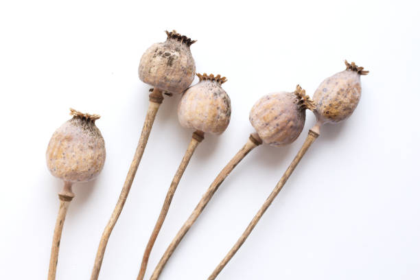 cabezas de amapola secas aisladas sobre fondo blanco, tallos de amapola. - poppy capsule fotografías e imágenes de stock