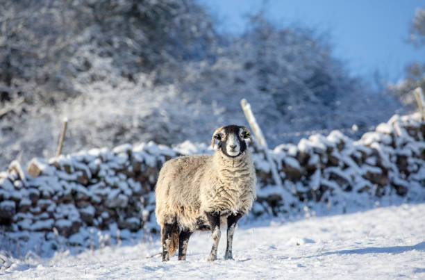 un beau mouton de brebis swaledale dans l’hiver le plus profond avec des arbres enneigés, des murs et des champs.  les moutons swaledale sont une race rustique originaire du yorkshire du nord. - wensleydale blue photos et images de collection