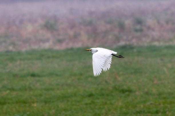 istock Little Egret flying, in Provence 1363101764