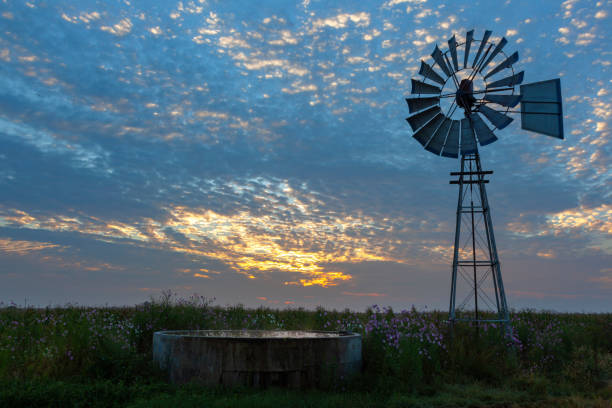 istock Cosmos flowers and windmill at sunrise 1363101835
