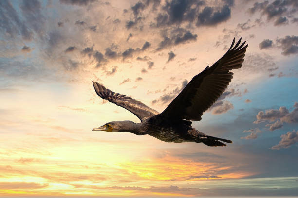 großer kormoran (phalacrocorax carbo) auf wunderschönem sonnenuntergangshintergrund - crested cormorant stock-fotos und bilder