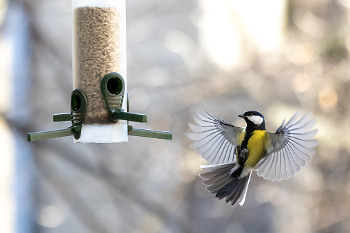 Great tit in flight with widespread wings near the feeder on isolated background.